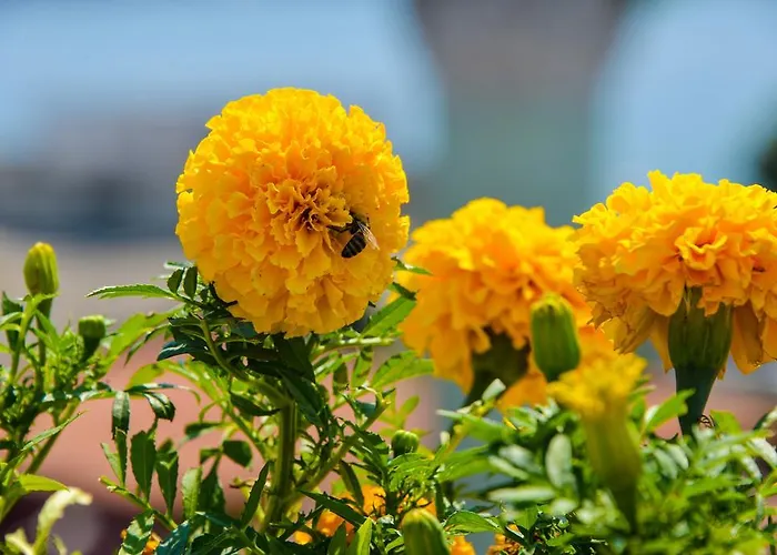 מלון Ottomarin Old